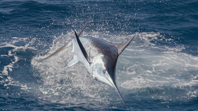 Marlin Fishing Tamarindo Costa Rica