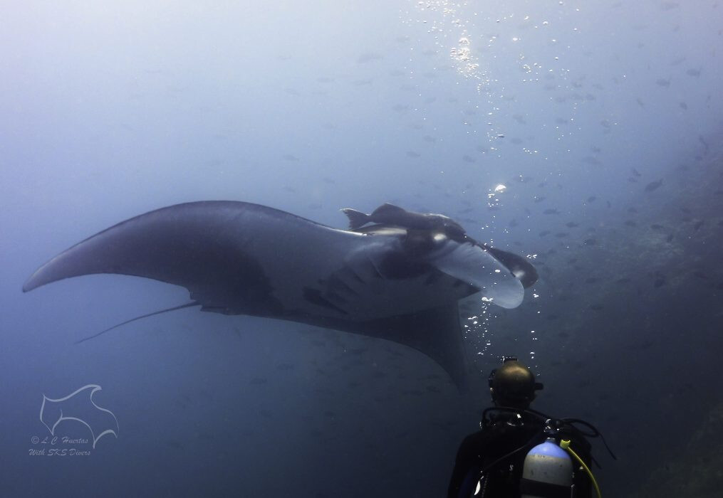 Stringray with skuba diving bald man