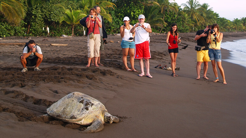 Turtle Tour Costa Rica