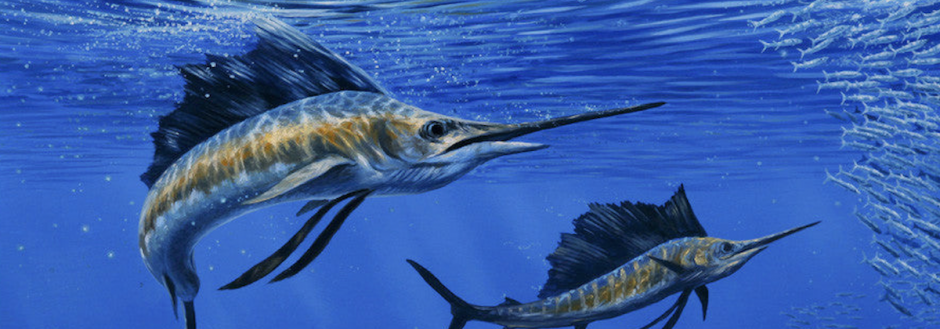 Two Marlin Fish Costa Rica