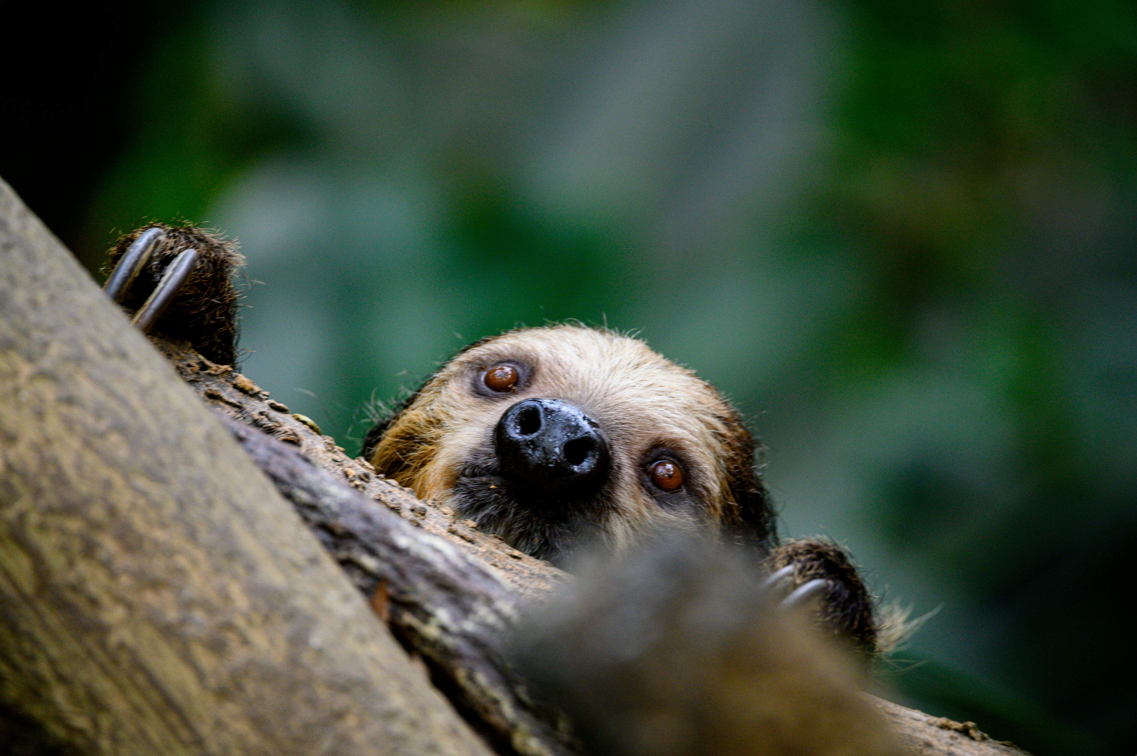 Sloth hanging on tree branch