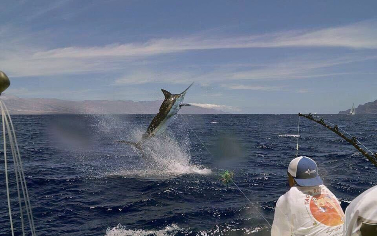 Marlin jumping from ocean near fishing boat