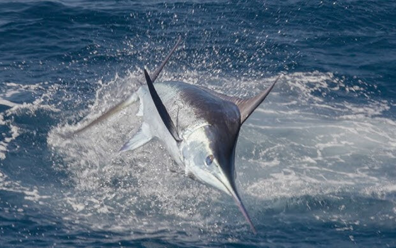 Marlin Fishing Tamarindo Costa Rica