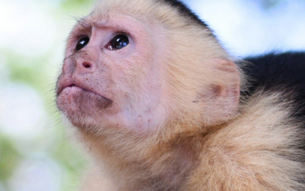 Spider Monkey Costa Rica