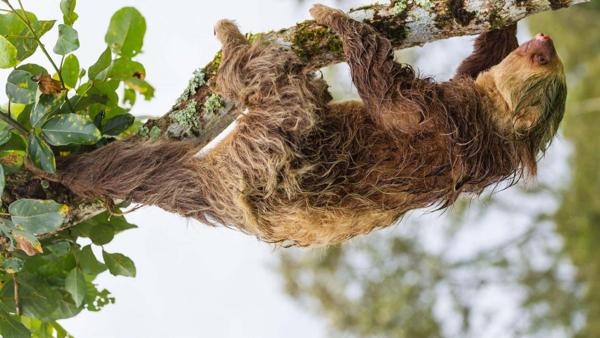 Sloth hanging from tree branch