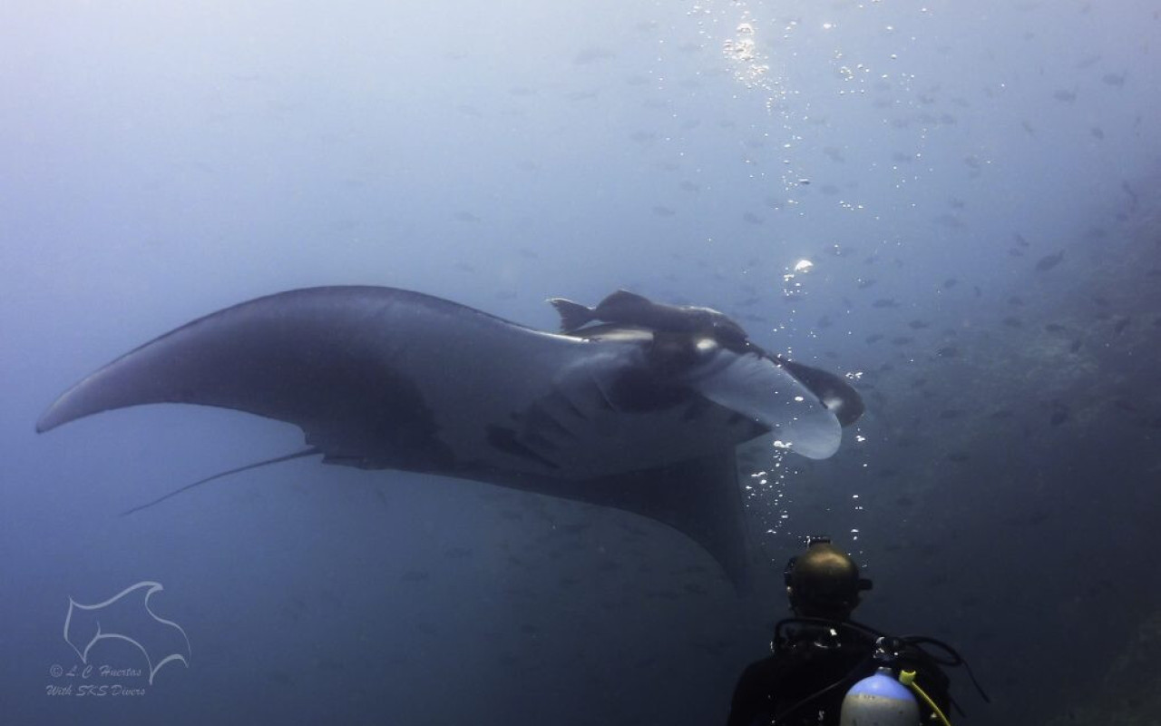 Stringray with skuba diving bald man