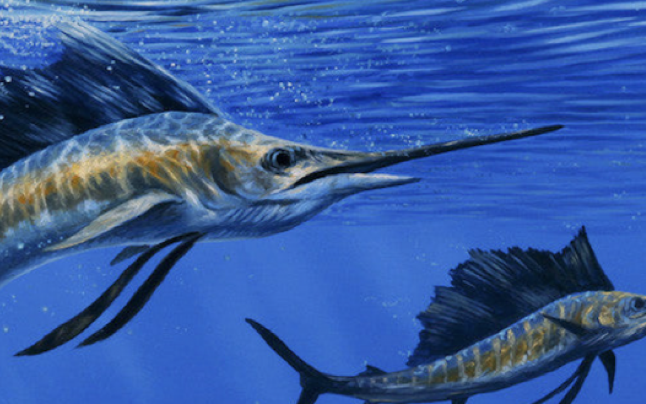 Two Marlin Fish Costa Rica